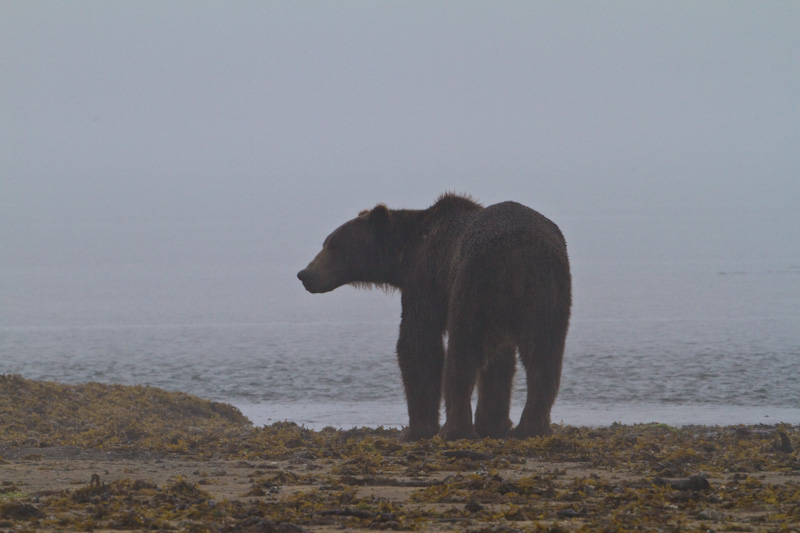 Grizzly Bear In Rain